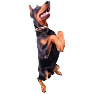 Collar Prime Gold LX K-9 Spirit (20mm)