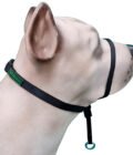 Coleira Cabresto K-9 Spirit Para Cães - Image 10