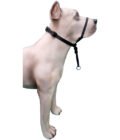 Coleira Cabresto K-9 Spirit Para Cães - Image 8