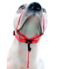 Coleira Cabresto K-9 Spirit Para Cães - Image 4