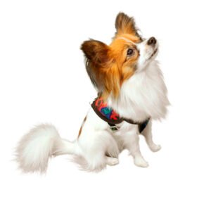 Peitoral Tático Extreme K-9 Spirit Para Cães